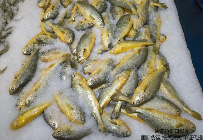 凍魚報關(guān),進(jìn)口魚報關(guān)公司,進(jìn)口魚報關(guān)代理