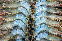 冷凍對蝦進口清關(guān)[案例]