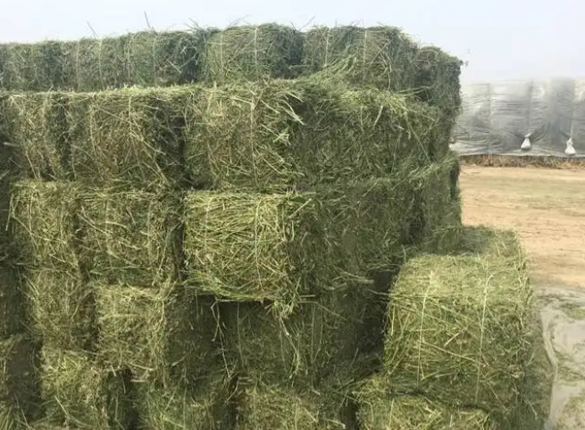 苜蓿飼料進口報關(guān)